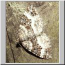 Epirrhoe rivata - Weissbinden-Labkrautspanner 03.jpg